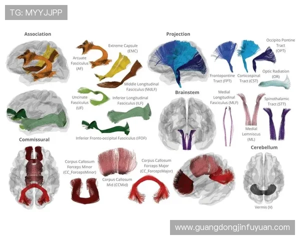 pg壹号娱乐模型怎么样，用户真实评价与专业分析，揭示其在娱乐行业的竞争力